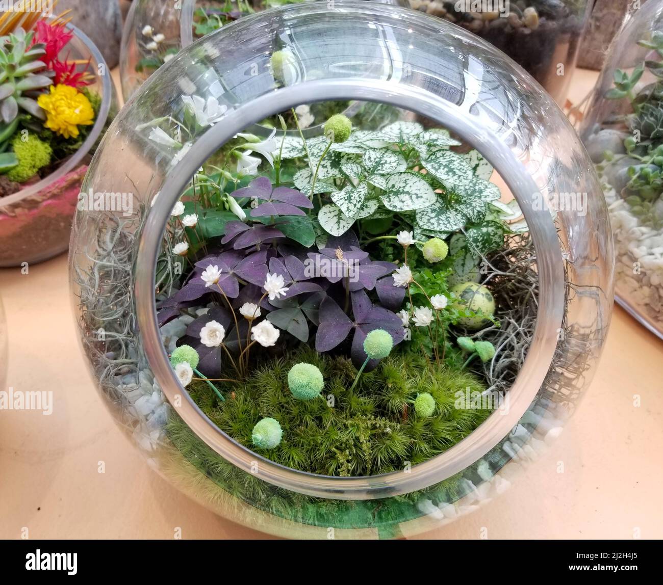 Sorten von winzigen Pflanzen und Blumen in einem runden Glasterrarium Stockfoto