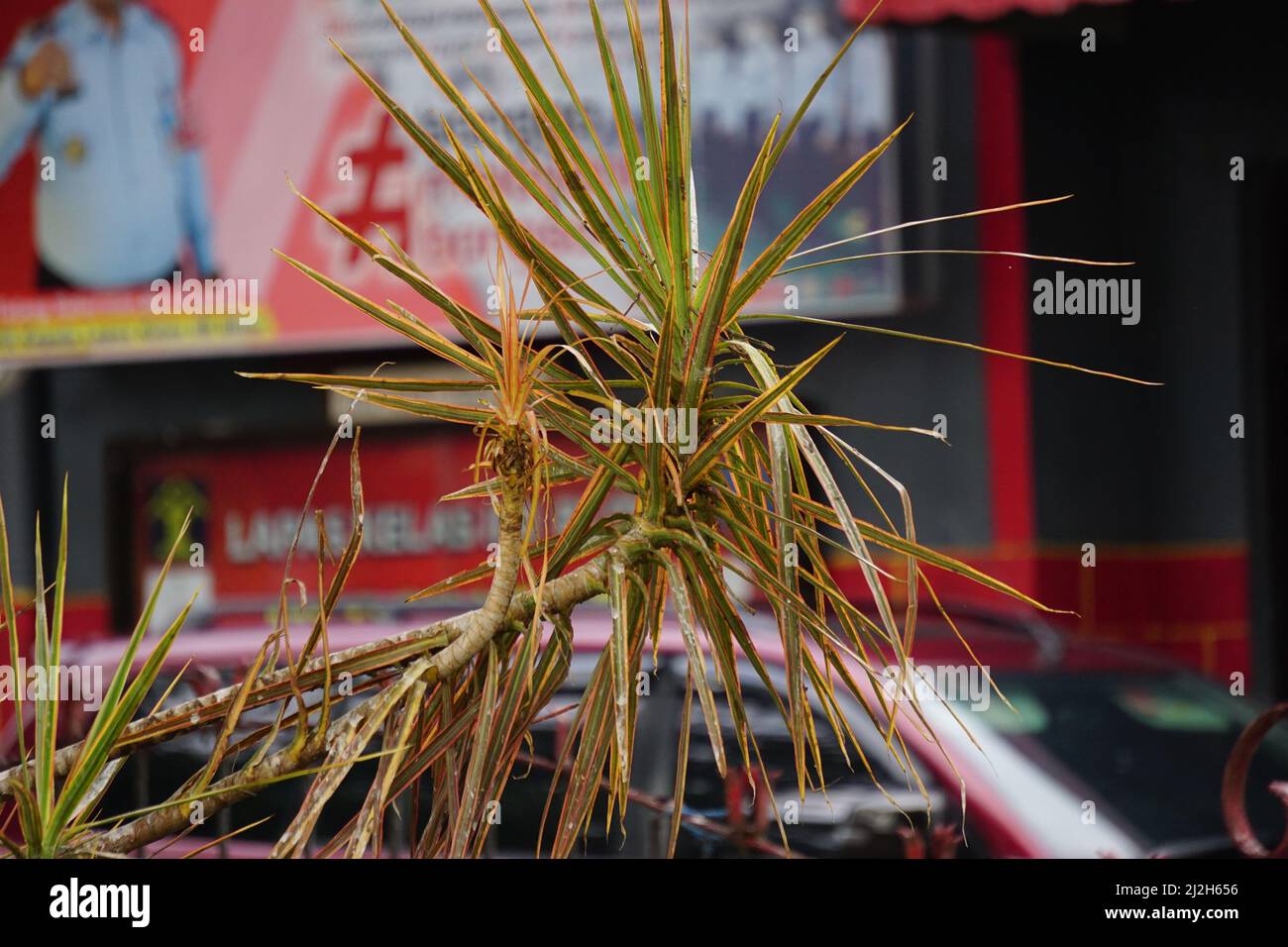 Dracaena marginata in der Natur. Dracaena marginata, allgemein als Red-Edge dracaena bezeichnet, ist ein immergrüner Baum mit steifem, bandähnem, rot umrandtem gre Stockfoto