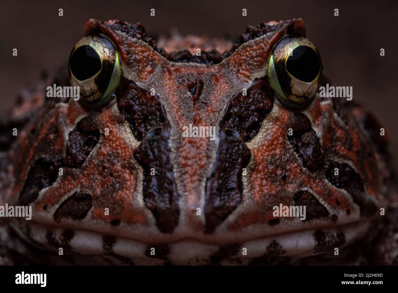 Ein Makrofoto eines pazifischen Hornfrosches (Ceratophrys stolzmanni) aus den trockenen Wäldern Ecuadors und Perus - eine bedrohte Art, die selten zu sehen ist. Stockfoto