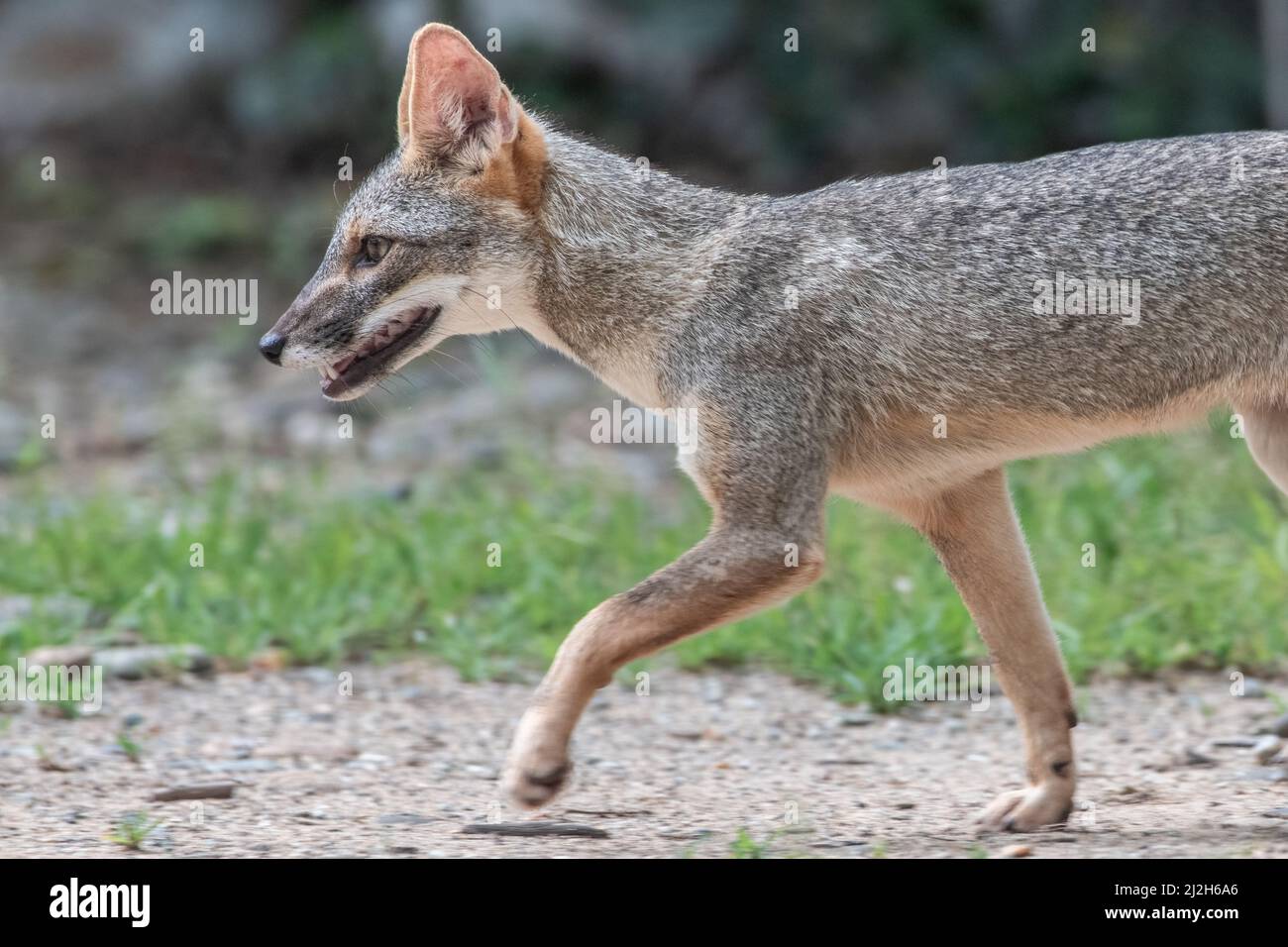 Sechuran-Fuchs (Lycalopex sechurae) ein kleiner, im Trockenwald Perus und Ecuadors in Südamerika endemischer Kanus. Stockfoto