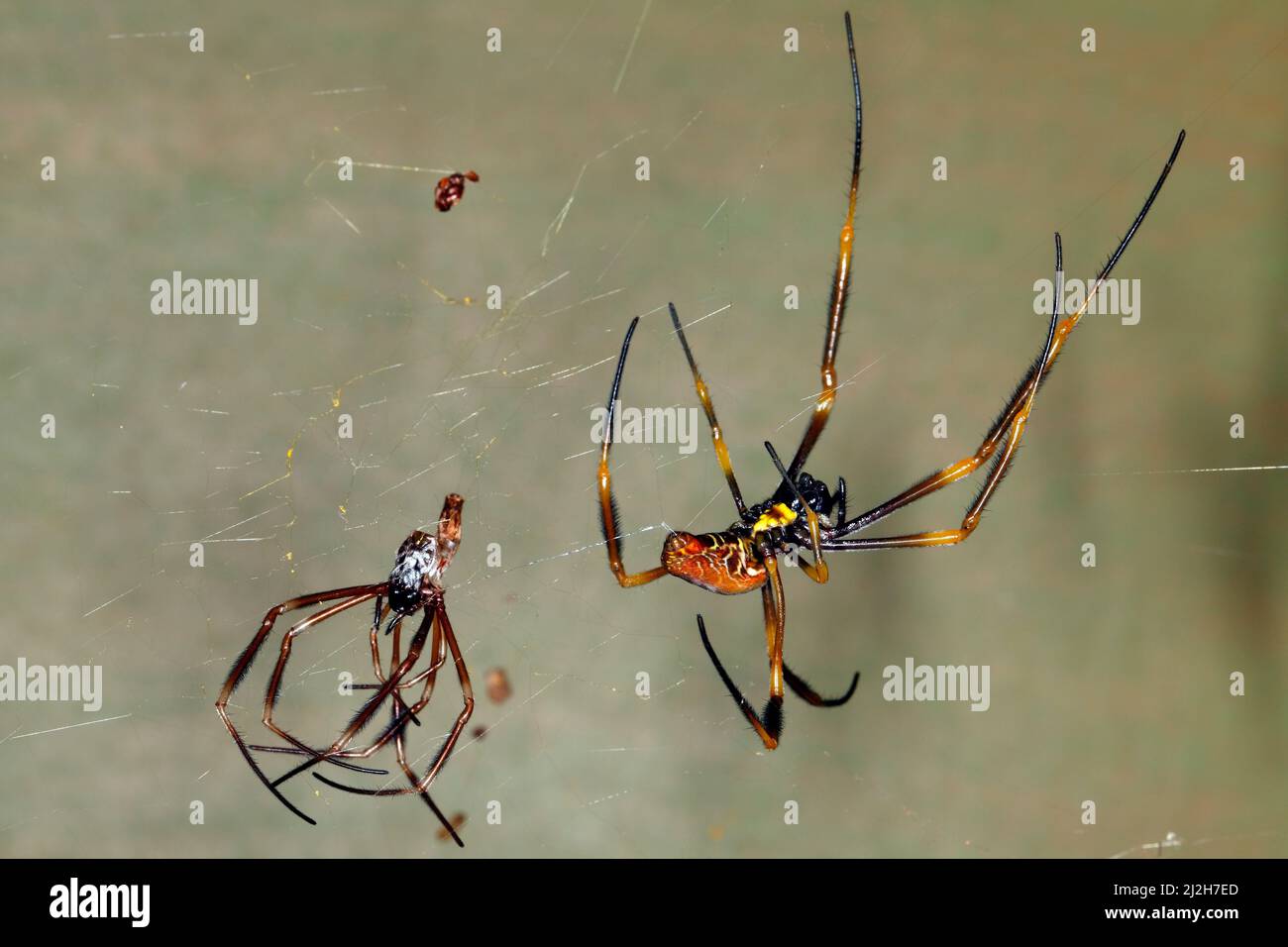 Australische Golden Orb Weaver Spider, Nephila edulis. Großes Weibchen, das gerade sein Exoskelett abgeworfen hat und noch immer mit einem Seidenfaden befestigt ist. Coffs Stockfoto