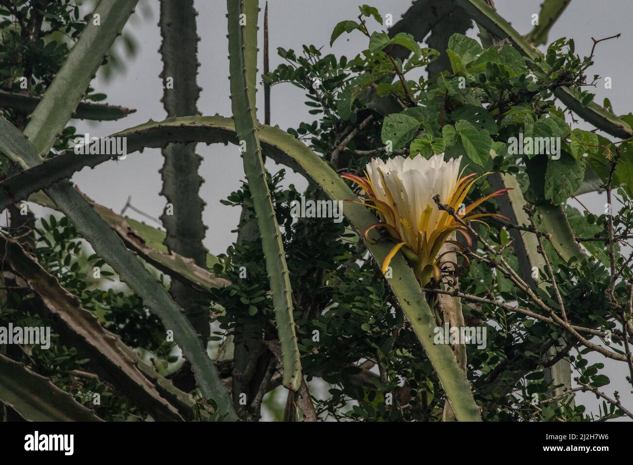 Ein wildblühender Kaktus, Hylocereus monacanthus/Selenicereus monacanthus, aus dem tumbesianischen Trockenwald Ecuadors. Stockfoto