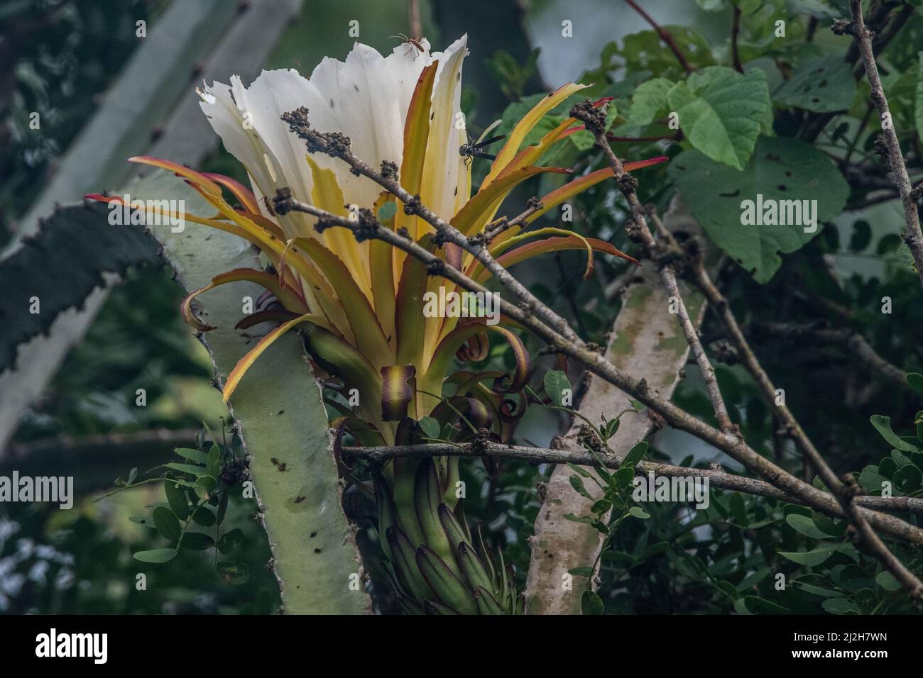 Ein wildblühender Kaktus, Hylocereus monacanthus/Selenicereus monacanthus, aus dem tumbesianischen Trockenwald Ecuadors. Stockfoto