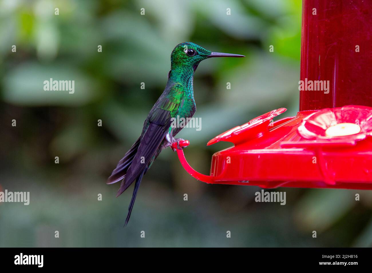 Der grün summende Vogel ernährt sich an einem roten Futterhäuschen im costaricanischen Regenwald Stockfoto