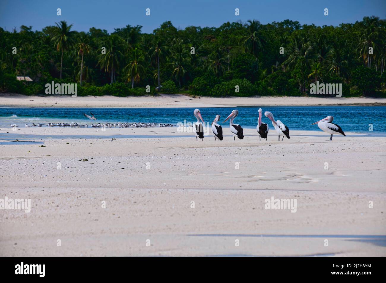 An diesem Strand können wir während der Zugsaison australische Pelikane beobachten, wenn Sie zur richtigen Zeit dort sind. Diese Pelikane wanderten aus Papua New aus Stockfoto
