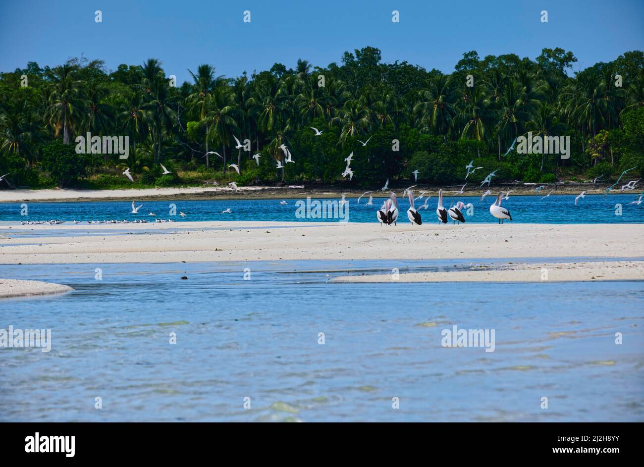 An diesem Strand können wir während der Zugsaison australische Pelikane beobachten, wenn Sie zur richtigen Zeit dort sind. Diese Pelikane wanderten aus Papua New aus Stockfoto