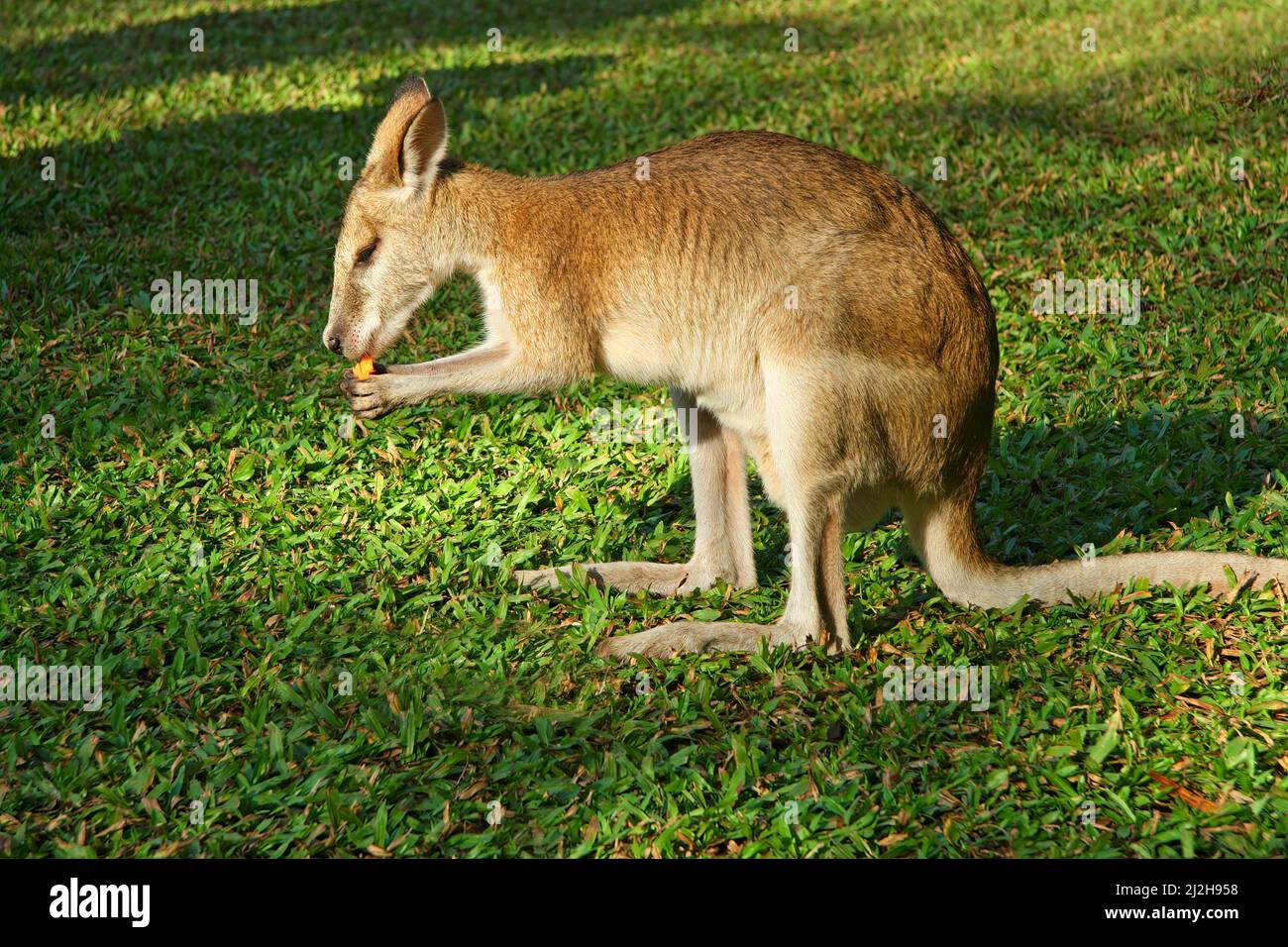 Ein fütternder, agiler Wallaby (Macropus agilis), Northern Territory, Australien Stockfoto