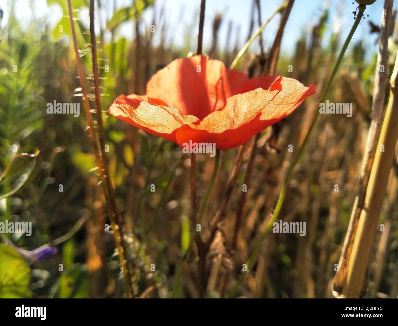 Im Sommer blüht Mohn auf dem Feld. Grünes Feld. Naturfotografie. Sonnenstrahlen, Sonnenlicht, leuchtende Farben. Desktop-Hintergrund. Webdesign. Blumen Stockfoto