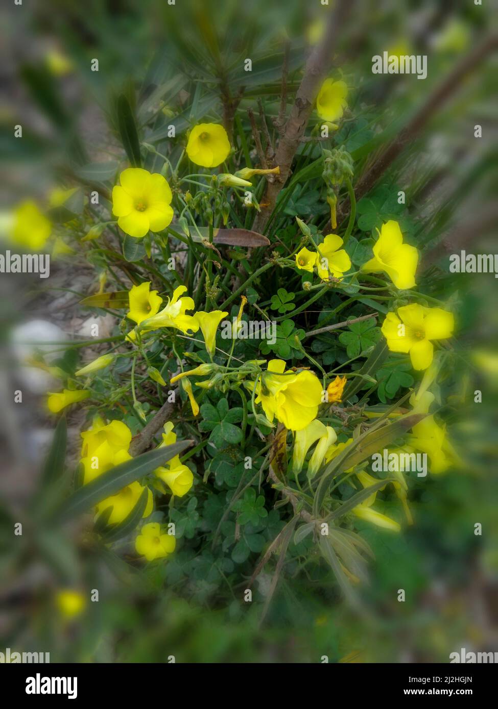 Strahlende Asphodelus fistulose-Blüten wachsen wild entlang der Altea Trail, Costa Dorada, Spanien Stockfoto