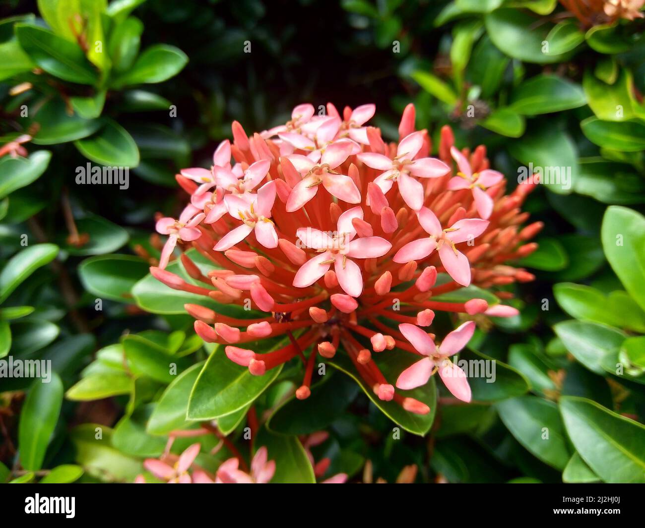 Westindischer Jasmin (auch ixora genannt, Dschungelflamme, Dschungelgeranium, cruz de Malta) mit natürlichem Hintergrund Stockfoto