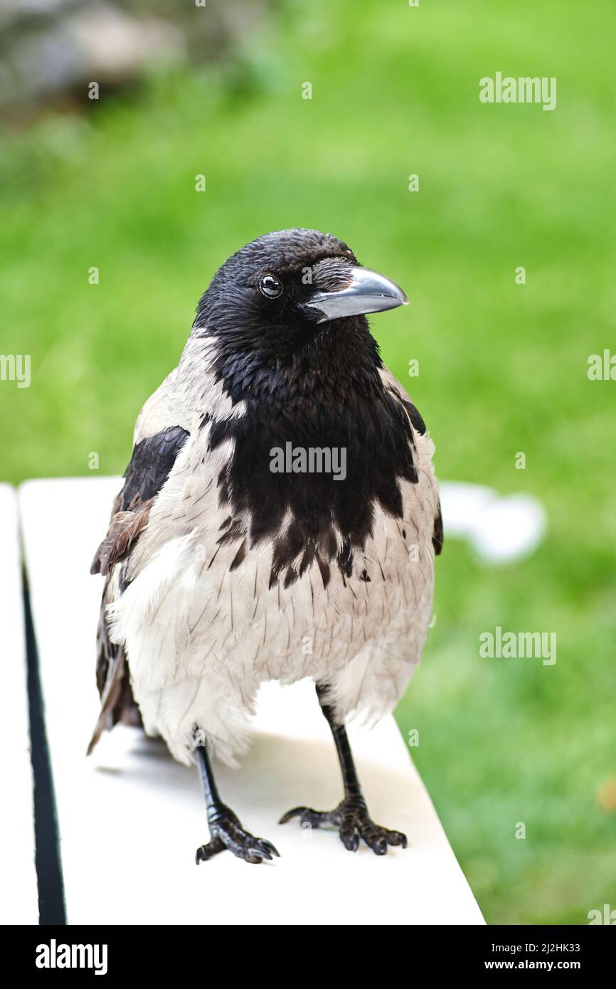 Neugierige Krähe auf der Suche nach Nahrung sitzt auf einem Holztisch. Wilde Tiere in der Nähe des Menschen Stockfoto