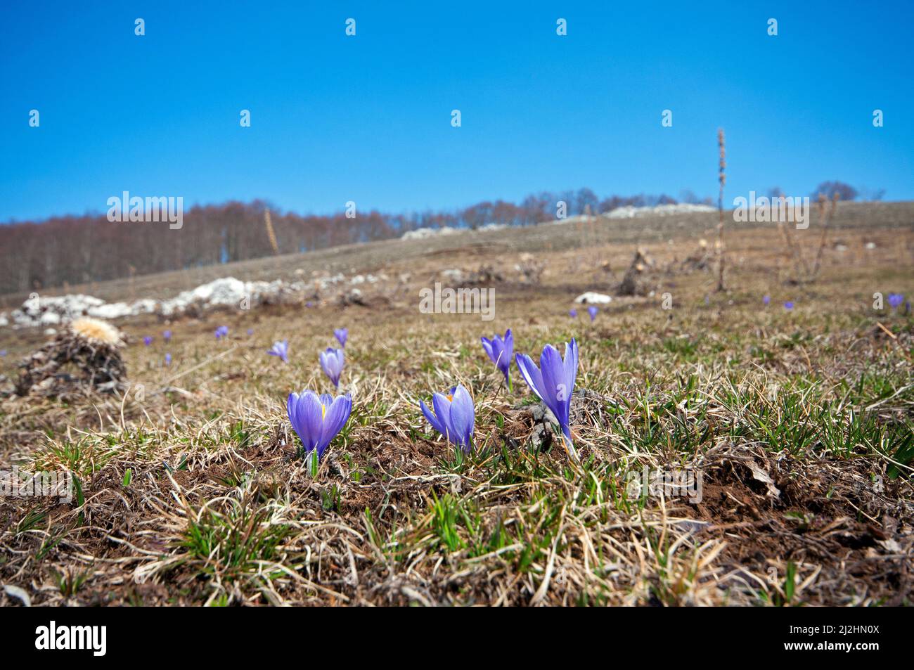 Blüte von Frühlingscrocus (Crocus vernus), Regionalpark Simbruini Mountains, Latium, Italien Stockfoto