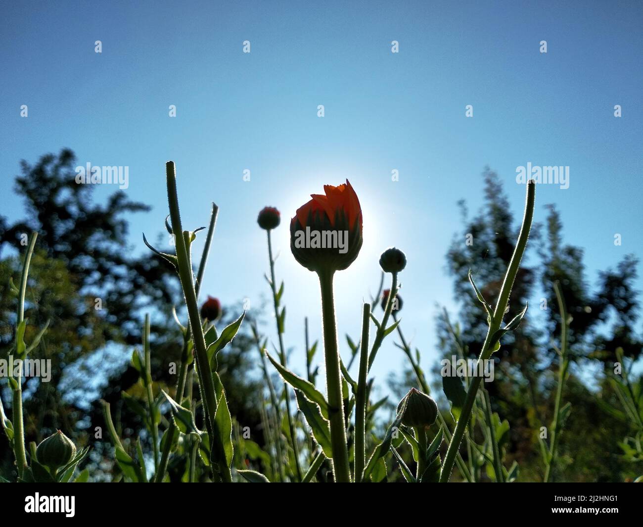 Calendula officinalis, die Ringelblume, die Rudel, die Ringelblume oder die schottische Ringelblume. Desktop-Hintergrund. Medizinische Kräuter aus nächster Nähe Stockfoto