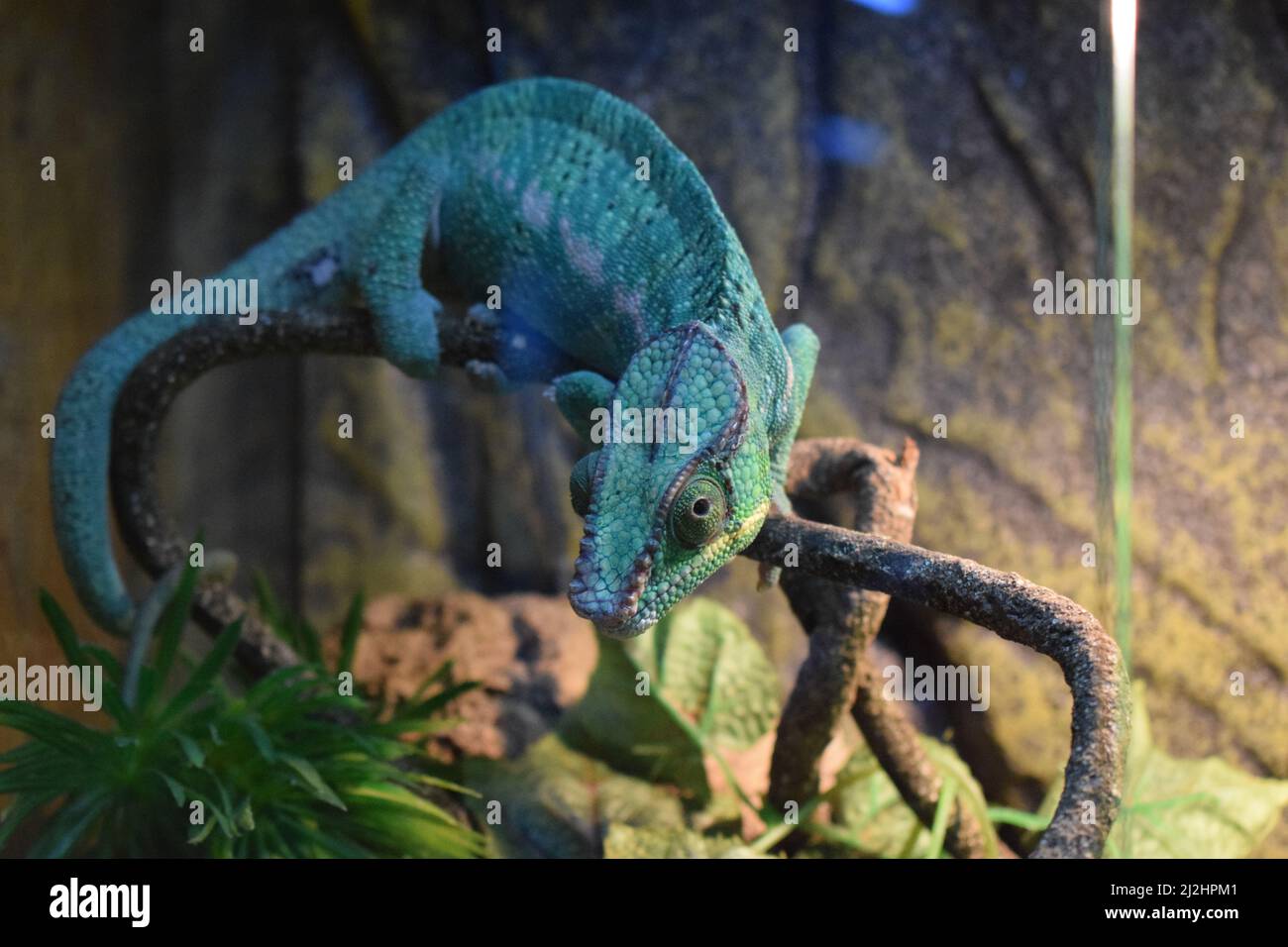 Das Pantherchamäleon (Furcifer pardalis) ist eine Chamäleonart, die im östlichen und nördlichen Teil Madagaskars in einem tropischen Waldbiom gefunden wird. Stockfoto