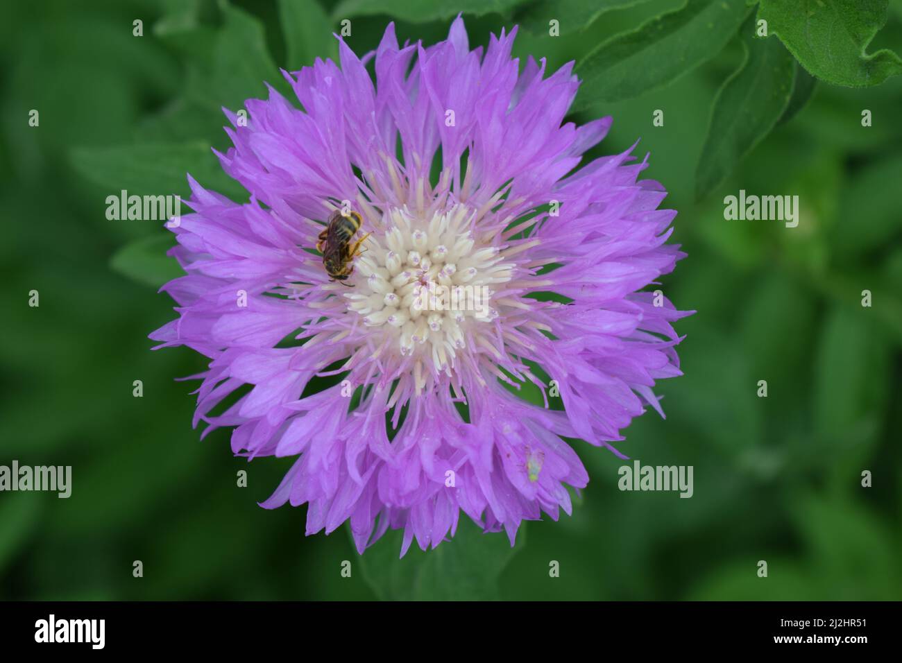 Centaurea dealbata (die persische oder weißwaschige Kornblume) mit Biene. Nahaufnahme wunderschöne lila Blume im Frühlingsgarten auf verschwommenem grünem Hintergrund. Auswahl Stockfoto