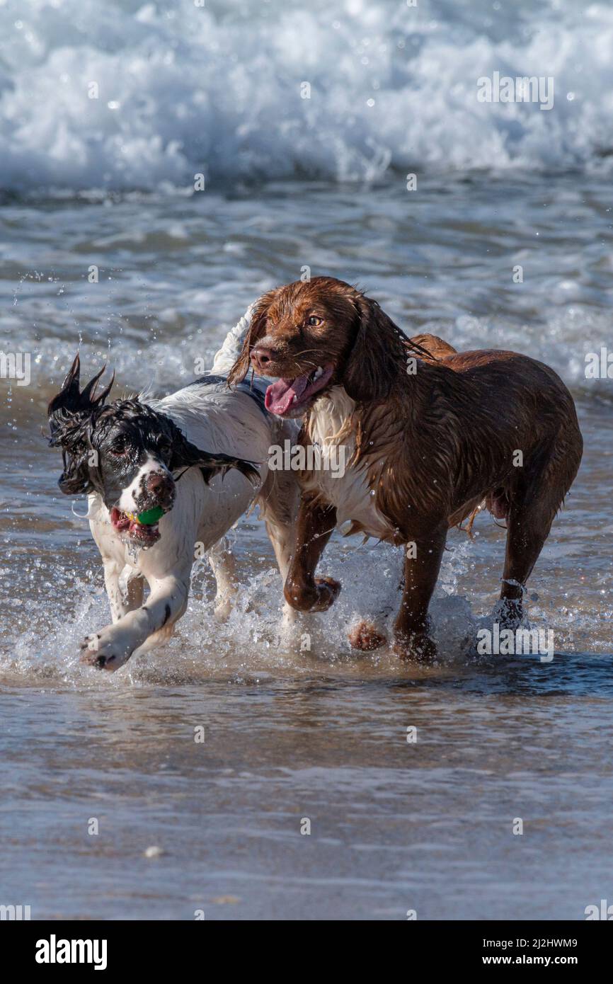 Zwei Sprocker Spaniel Hunde spielen im Meer am Fistral Beach in Newquay in Cornwall in Großbritannien. Stockfoto