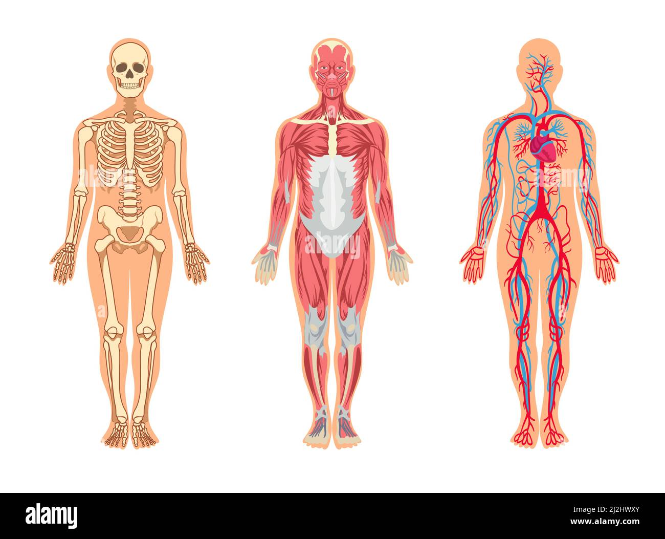 Muskeln und Knochen in menschlichen Körper Vektor-Illustrationen Set. Cartoon Mann mit Skelett und Blutgefäßstruktur, Venen, Arterien, Muskelsystem, Isol Stock Vektor