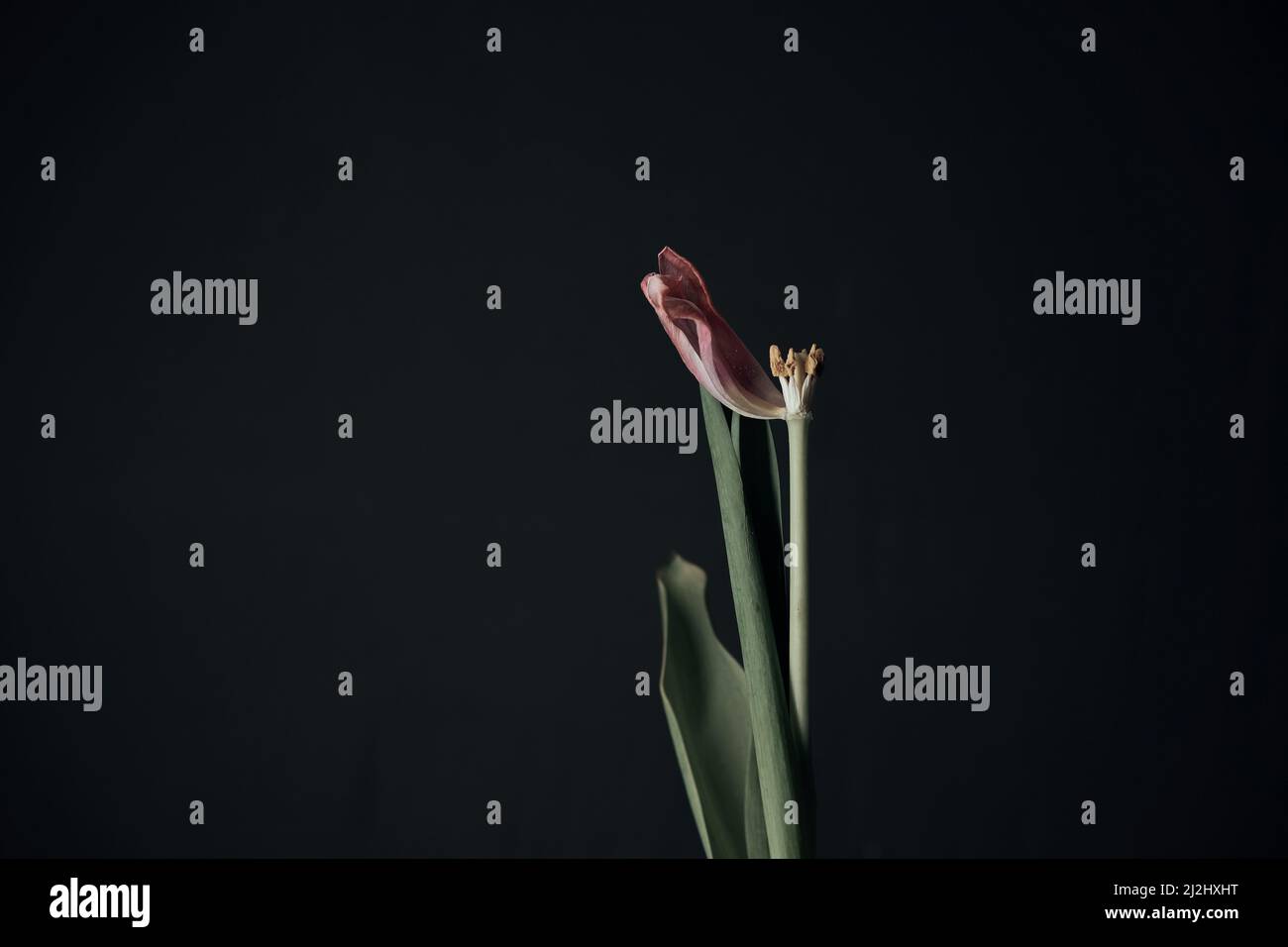Blume in der Hand auf schwarzem Hintergrund isoliert träge Stockfoto