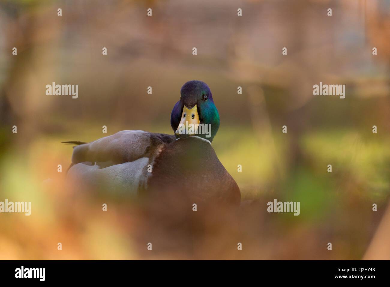 Eine Nahaufnahme schoss einen männlichen Mallard in einem verschwommenen Hintergrund Stockfoto