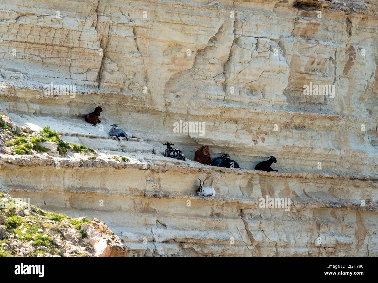 Wilde Wildziegen ruhen im Schatten auf einer Kalksteinklippe in der Avakas Bay, im Akamas Penissula Nationalpark, Republik Zypern. Stockfoto