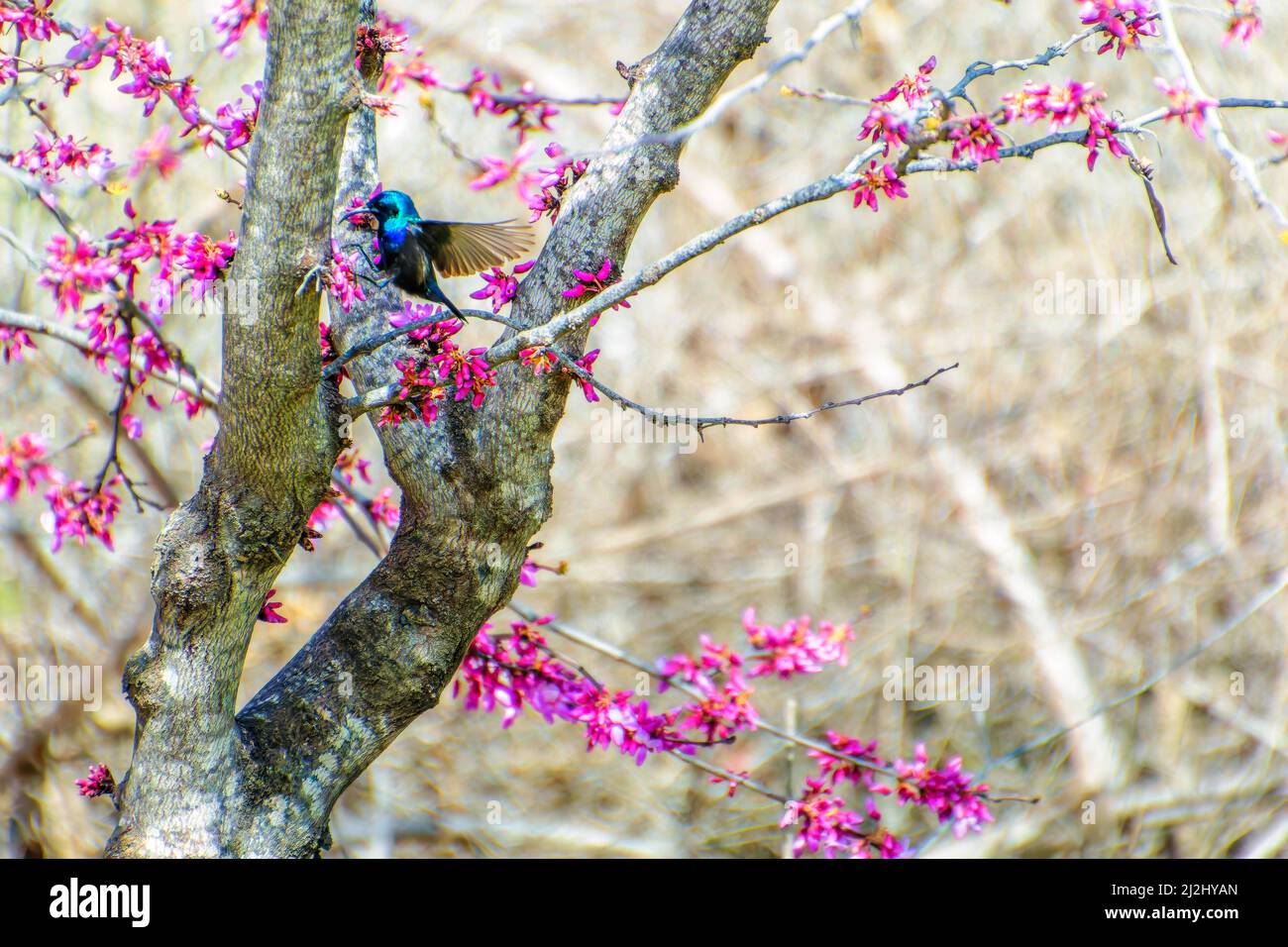 Summender Vogel Fliegt. Stockfoto