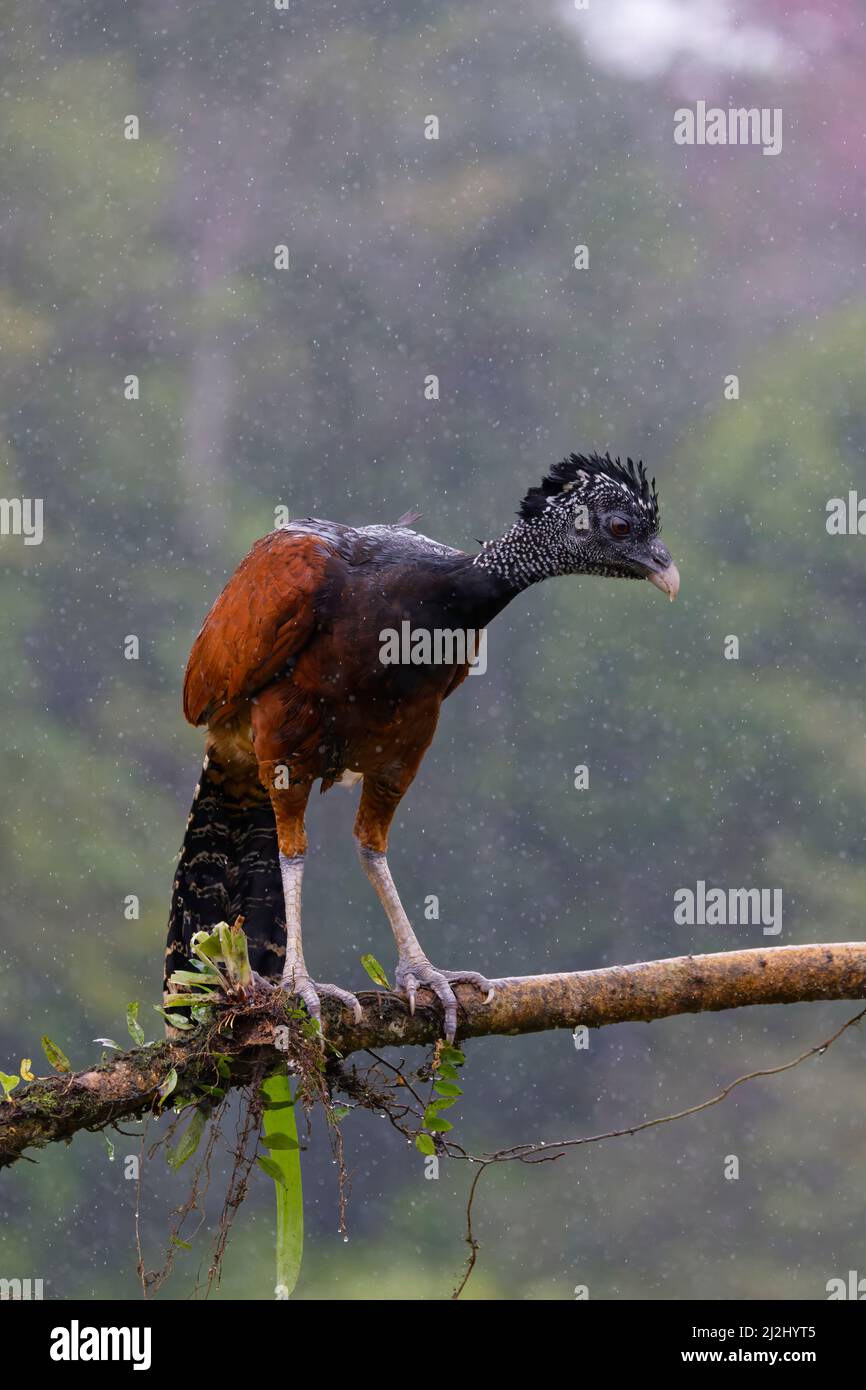 Great Currasow - Weibchen im Baum Crax rubra Boco Tapada, Costa Rica BI032962 Stockfoto
