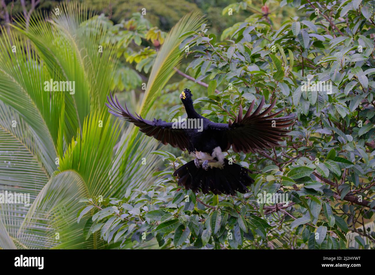 Great Currasow – Männchen im Flug Crax rubra Boco Tapada, Costa Rica BI032979 Stockfoto