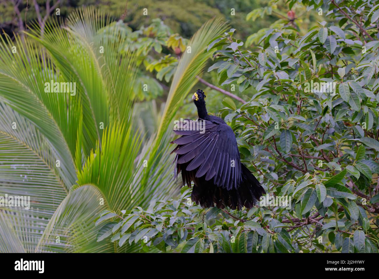 Great Currasow – Männchen im Flug Crax rubra Boco Tapada, Costa Rica BI032980 Stockfoto