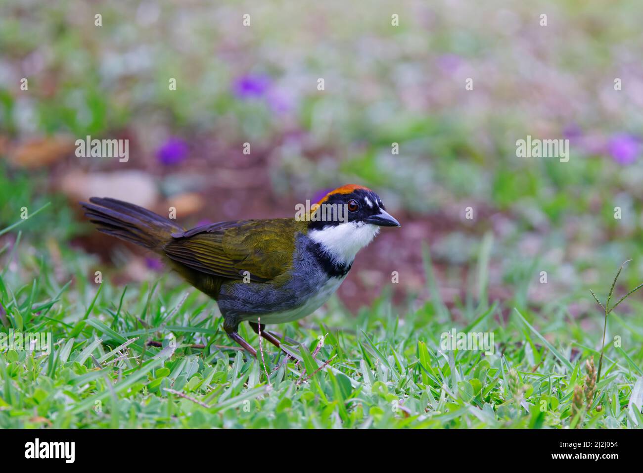 Arremon brunneinucha Alajuela, Costa Rica BI033034 Stockfoto