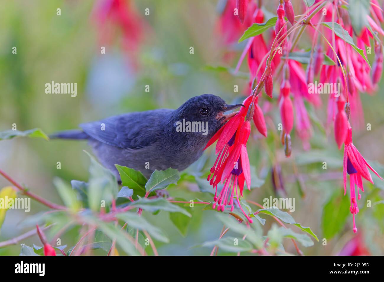 Slaty Flower Piercer - männliche Piercingblume zur Fütterung von Diglossa plumbea San Gerardo de Dota, Costa Rica BI033041 Stockfoto