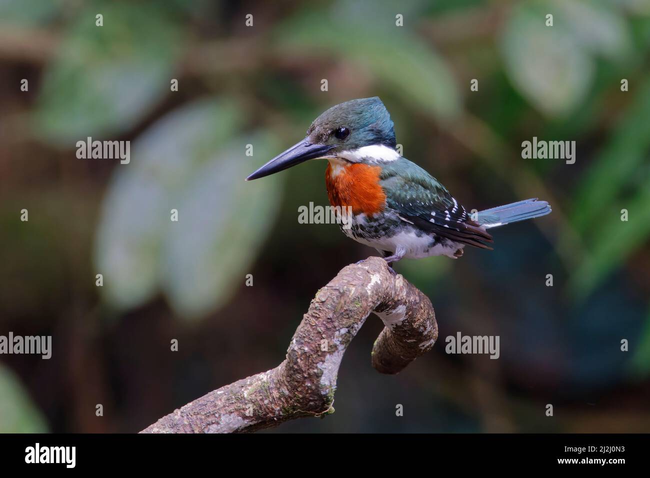 Grüner Eisvögel Chloroceryle Americana Sarapiqui, Costa Rica BI033613 Stockfoto