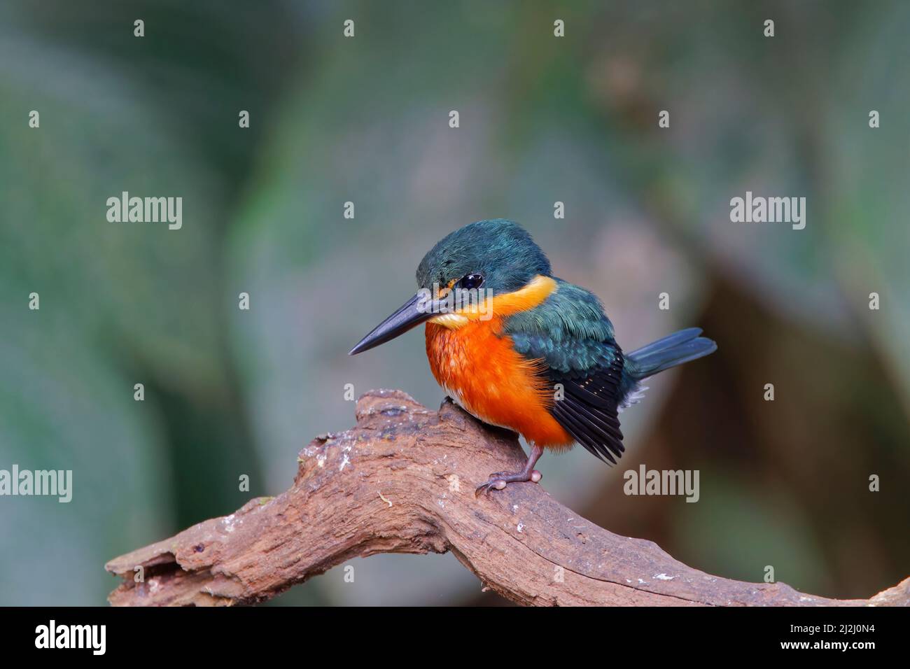 Amerikanischer Zwergfischer Chloroceryle aenea Sarapiqui, Costa Rica BI033620 Stockfoto