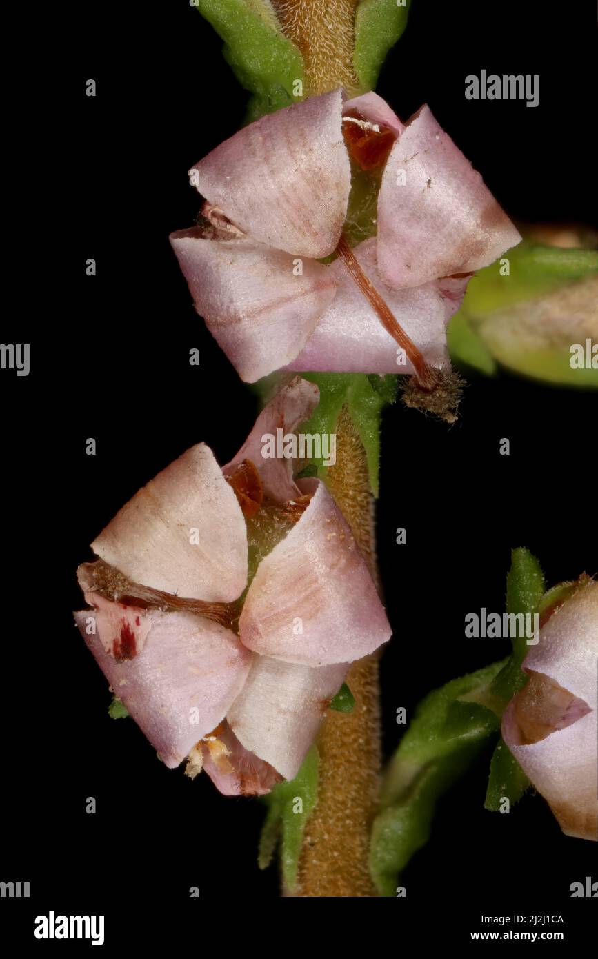 Heidekraut (Calluna vulgaris). Nahaufnahme Von Seneszierenden Blumen Stockfoto