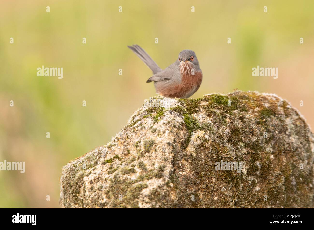 Männlicher Dartford-Waldsänger auf einem Felsen in seinem Gebiet am ersten Licht an einem kalten Januartag Stockfoto