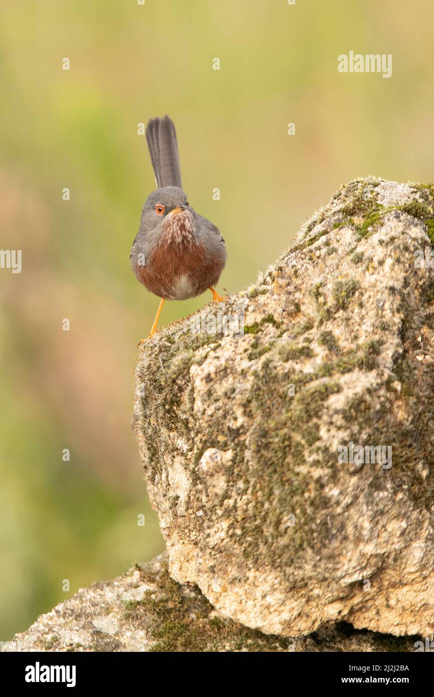 Männlicher Dartford-Waldsänger auf einem Felsen in seinem Gebiet am ersten Licht an einem kalten Januartag Stockfoto