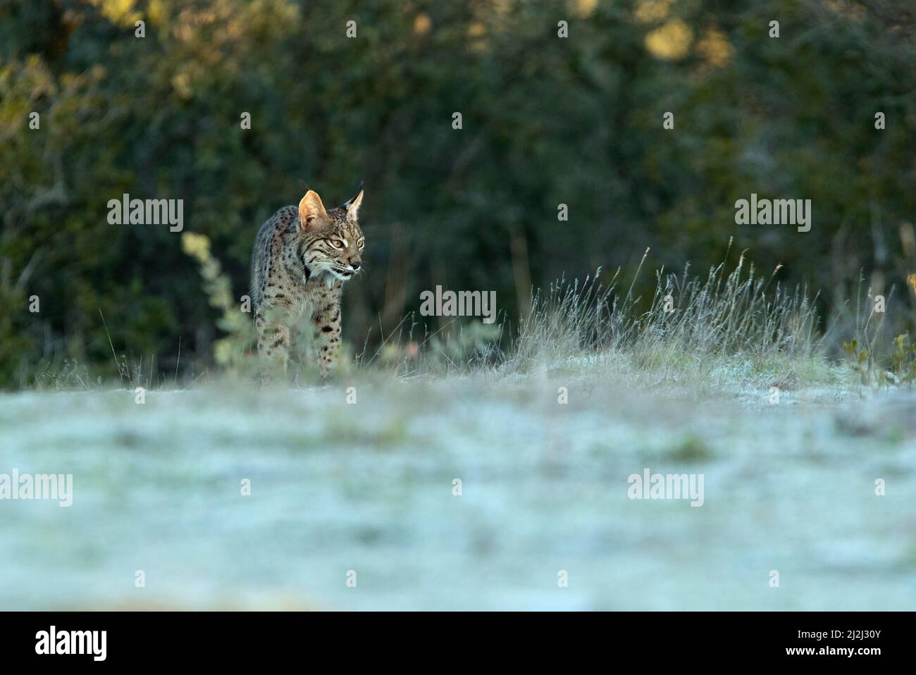 Junge weibliche Iberische Luchse früh an einem kalten Wintermorgen in einem mediterranen Ökosystem Stockfoto