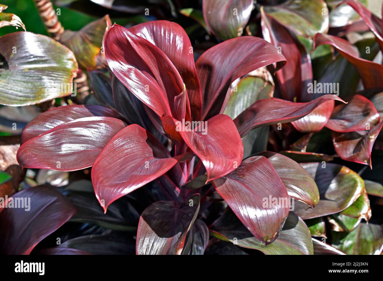 Cordyline lila rot Fotos und Bildmaterial in hoher Auflösung Alamy