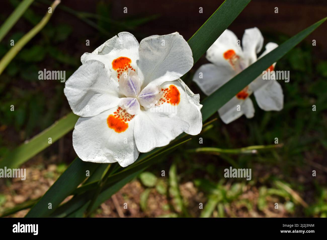 Afrikanische Iris, Seerose oder Morea-Iris (Dietes iridioides) Stockfoto