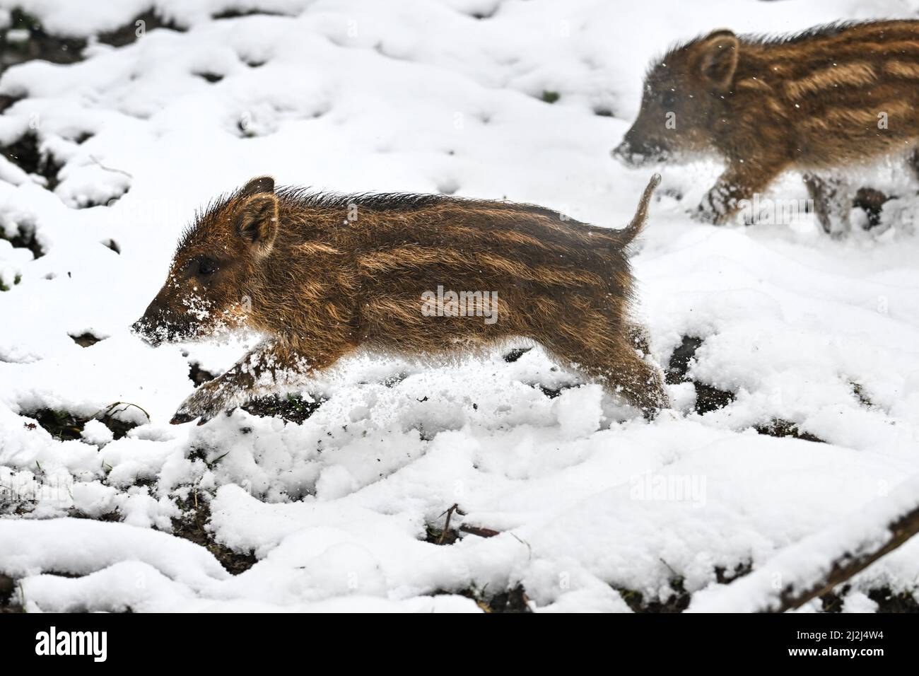 Ravensburg, Deutschland. 02. April 2022. Zwei Neulinge, nur wenige Wochen alt, laufen im Wildreservat durch den Neuschnee. Quelle: Felix Kästle/dpa/Alamy Live News Stockfoto
