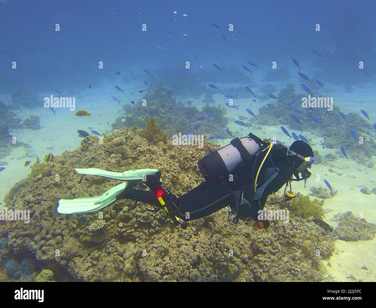 Taucher erkundet den Meeresboden Stockfoto