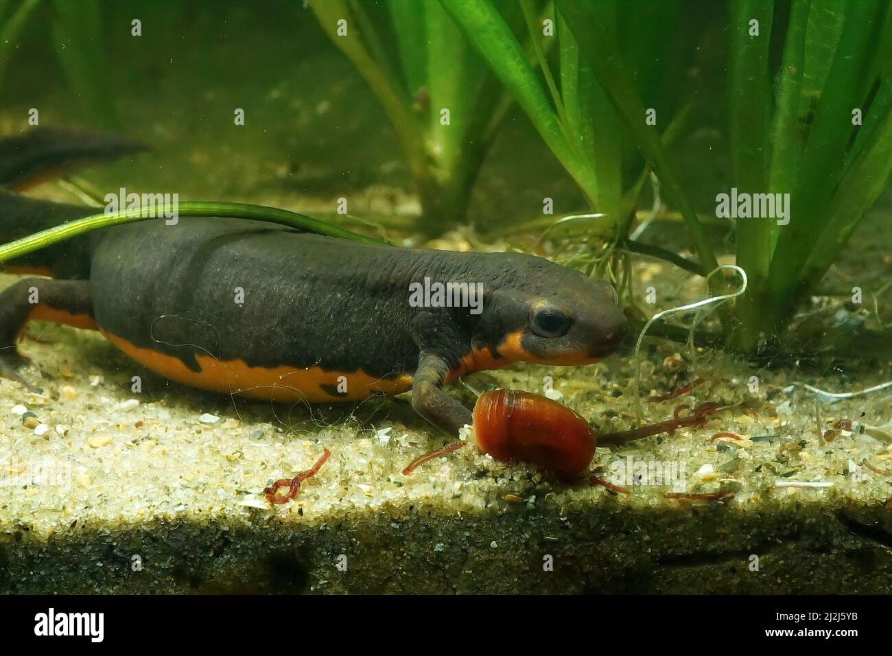 Nahaufnahme eines aquatischen weiblichen japanischen Feuerbauchmolchens, Cynops pyrrhogaster, endemisch aus Japan, aus der Chubu-Rasse, Region Stockfoto