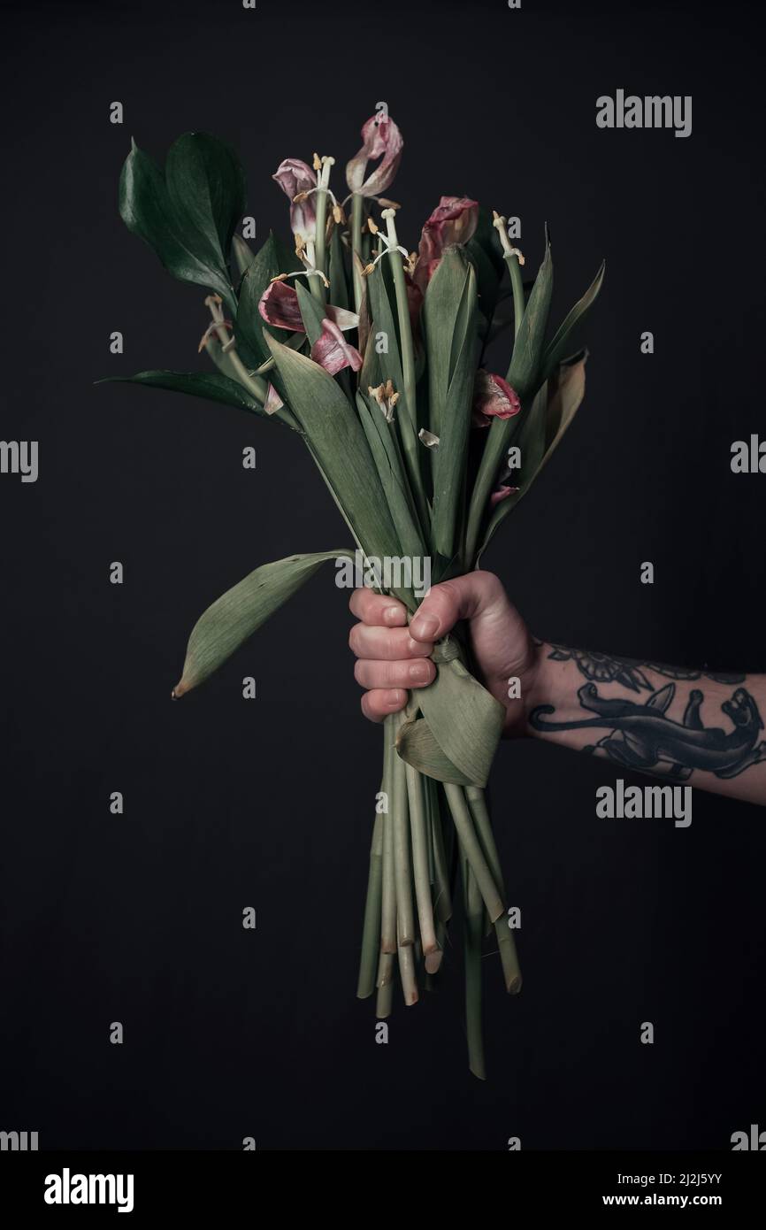 Männliche Hände mit Tatoos, die eine träge Blume halten. Grauer Hintergrund. Blätter in den Händen. Konzept des Alterns Stockfoto