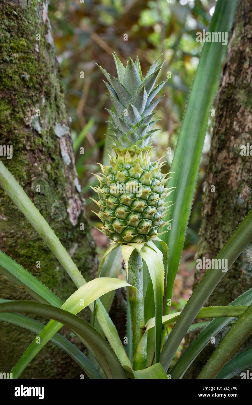 Ananaspflanze mit einer jungen Frucht, wirtschaftlich wichtige tropische Pflanze, Nahaufnahme Stockfoto