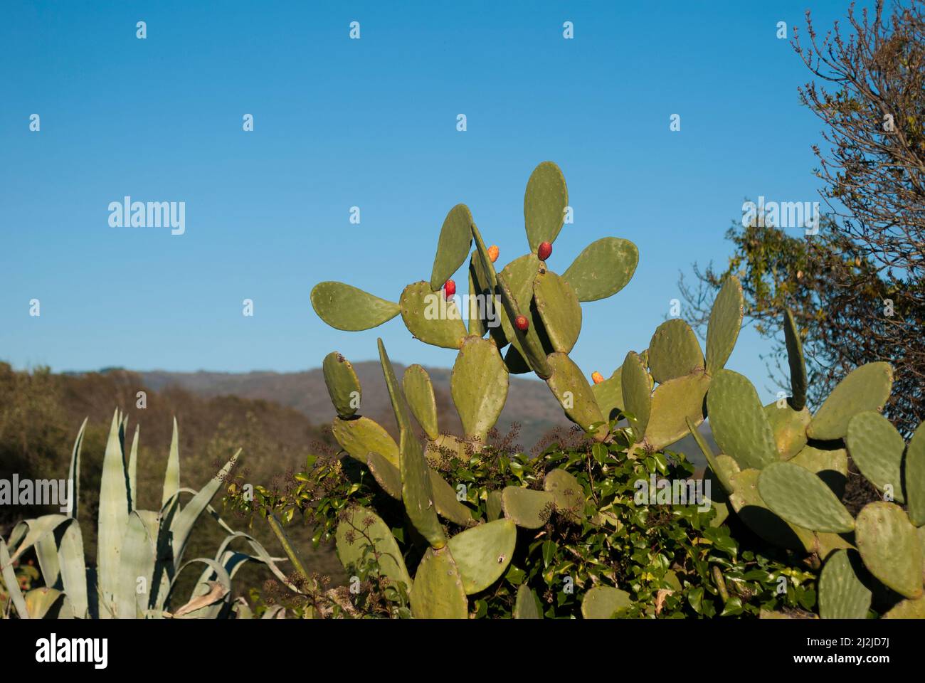 Ficus indica Kaktus mit stacheligen Birnen, rot und gelb, mit blauem Himmel Stockfoto