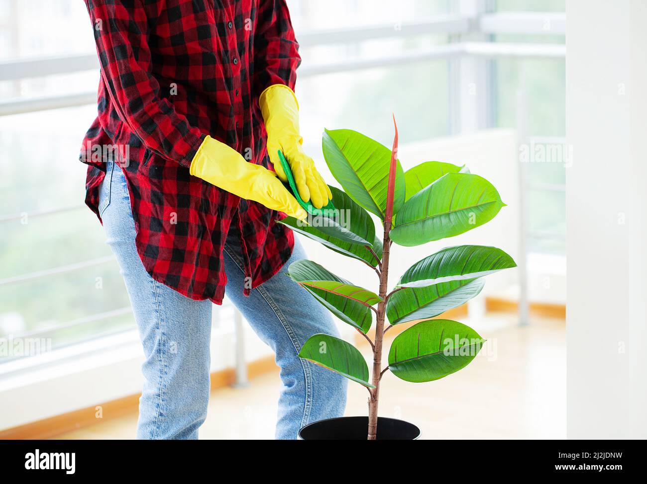 Putzfrau wischt mit einem Lappen die Blätter der Pflanzen im Büro ab. Stockfoto