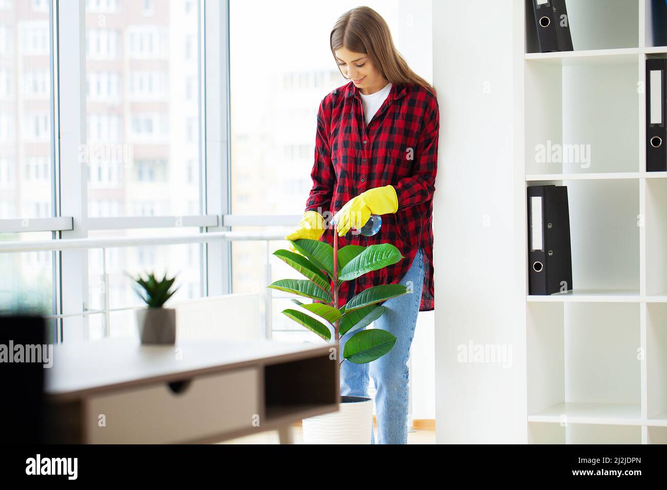 Putzfrau wischt mit einem Lappen die Blätter der Pflanzen im Büro ab. Stockfoto
