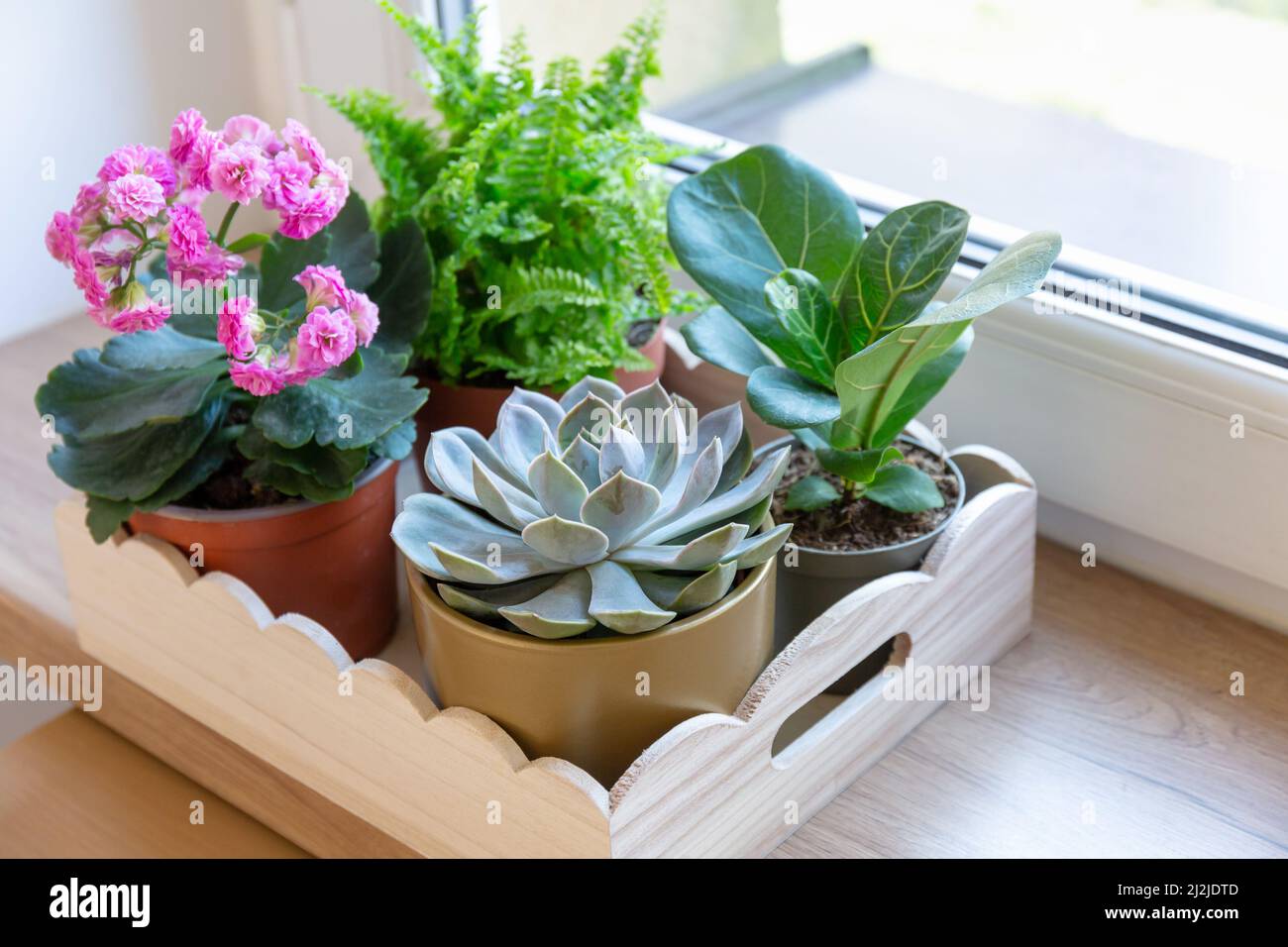 Home Topfpflanzen auf dem Holztablett auf der Fensterbank. Sukulente, Nephrolepis, kalanchoe, Ficus lyrate in kleinen Töpfen. Home Gartenarbeit, innen Stockfoto