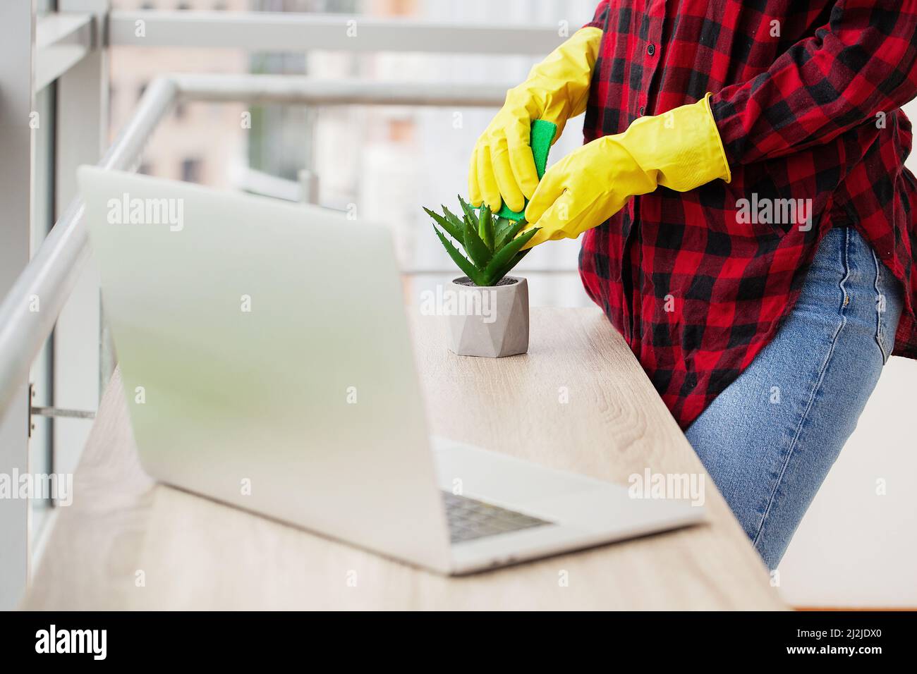 Putzfrau wischt mit einem Lappen die Blätter der Pflanzen im Büro ab. Stockfoto