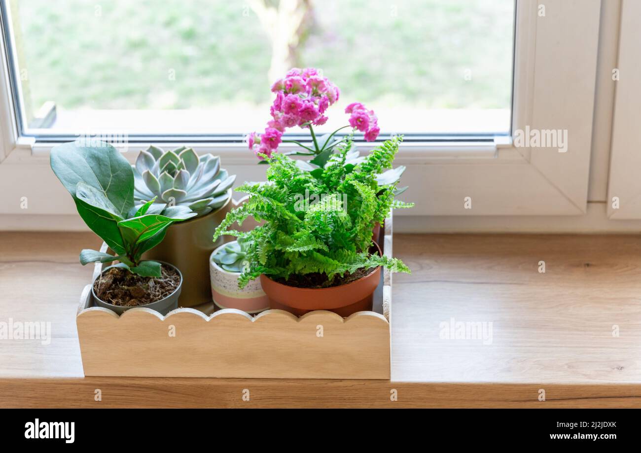 Home Topfpflanzen auf dem Holztablett auf der Fensterbank. Sukulente, Nephrolepis, kalanchoe, Ficus lyrate in kleinen Töpfen. Home Gartenarbeit, innen Stockfoto