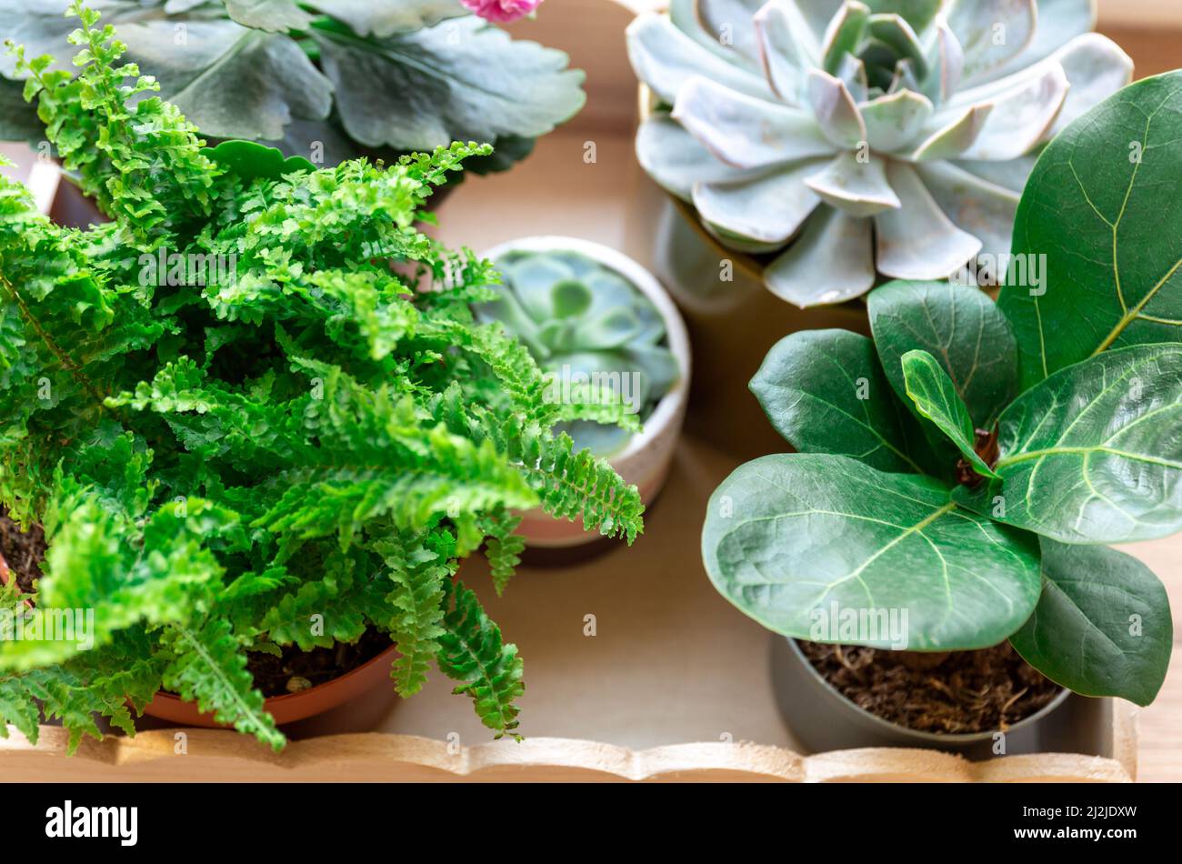 Home Topfpflanzen auf dem Holztablett auf der Fensterbank. Sukulente, Nephrolepis, kalanchoe, Ficus lyrate in kleinen Töpfen. Home Gartenarbeit, innen Stockfoto